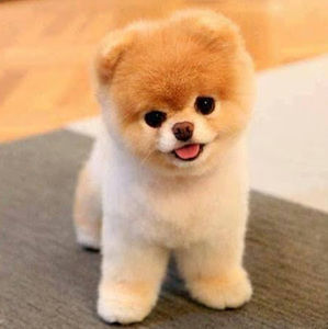 Meet your Posher, Leidy johana